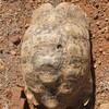Stigmochelys pardalis | Leopard Tortoise